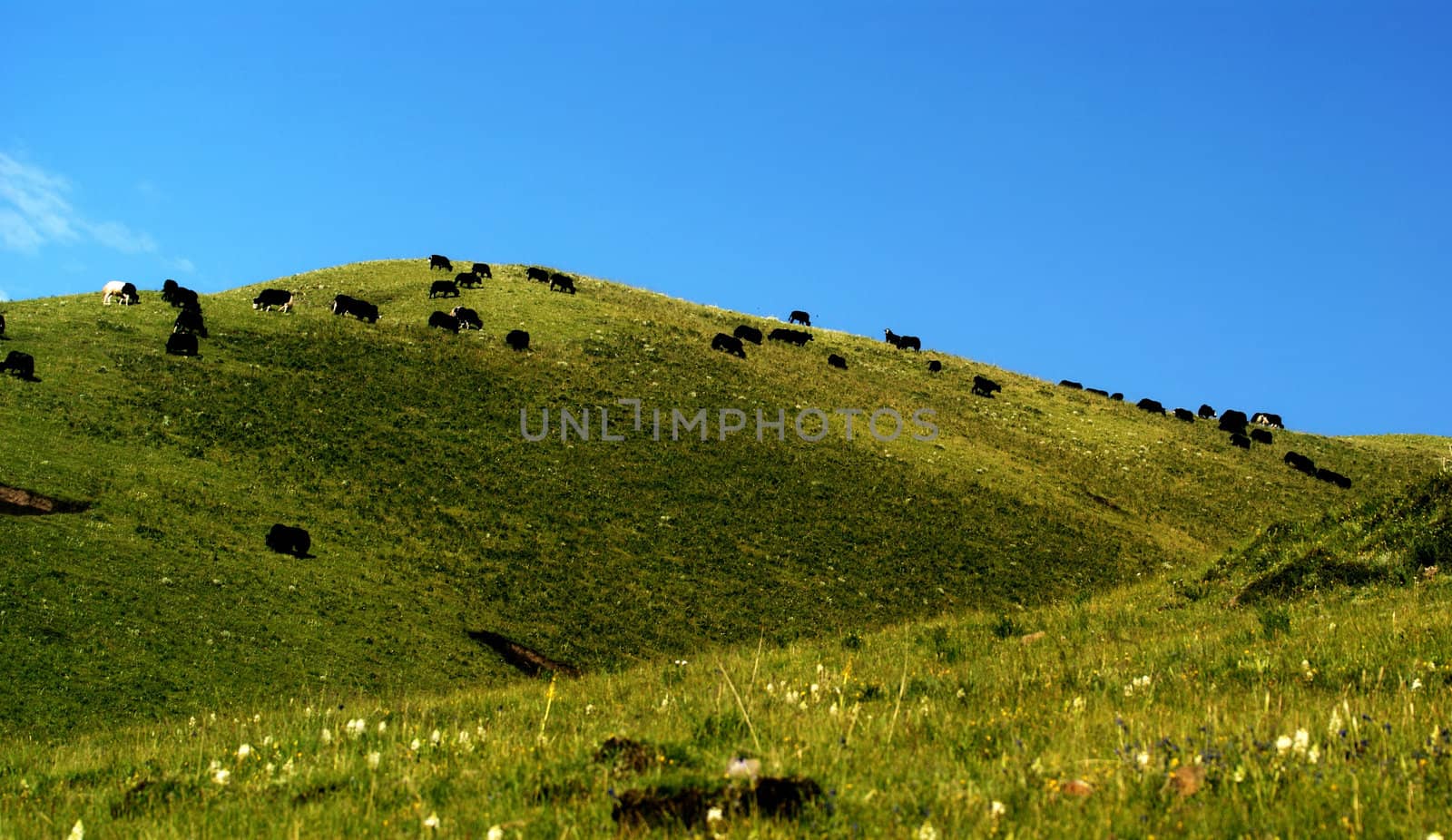 A herd of cattle in the meadow, summer landscape by xfdly5
