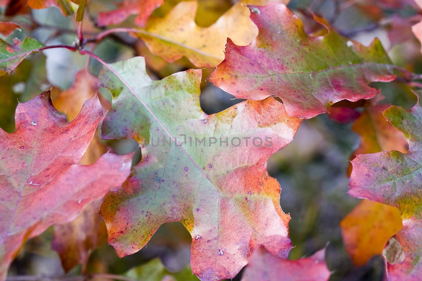 Oak leaves changing colors for the autumn season