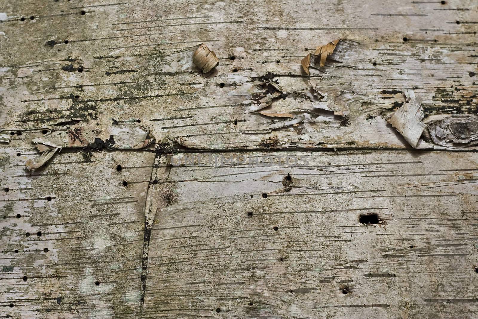white birch bark photographed close up 