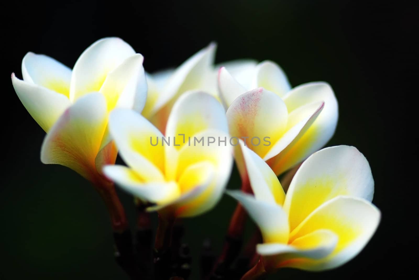 Yellow Plumeria Flowers by xfdly5