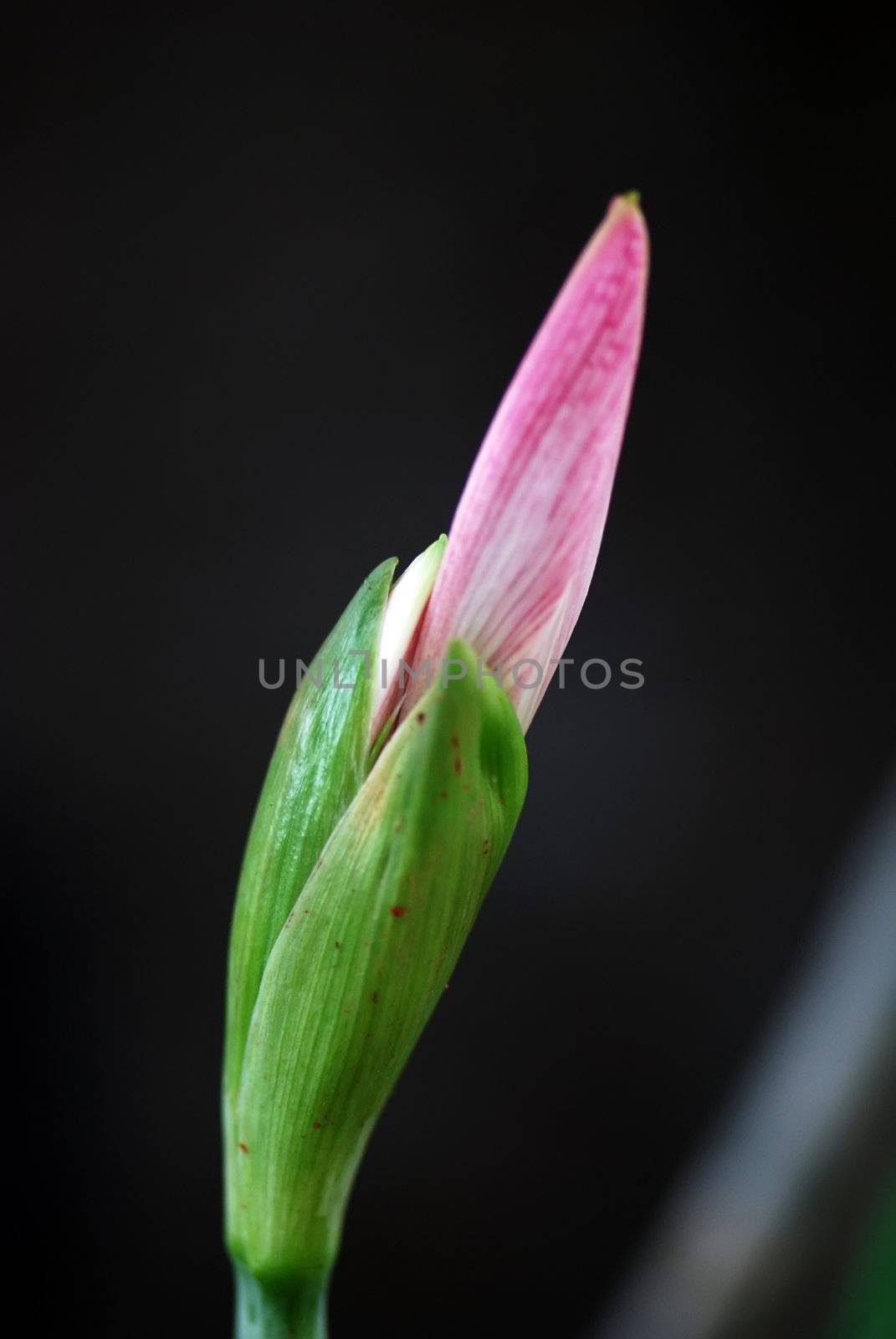 Flower bud of Lycoris by xfdly5