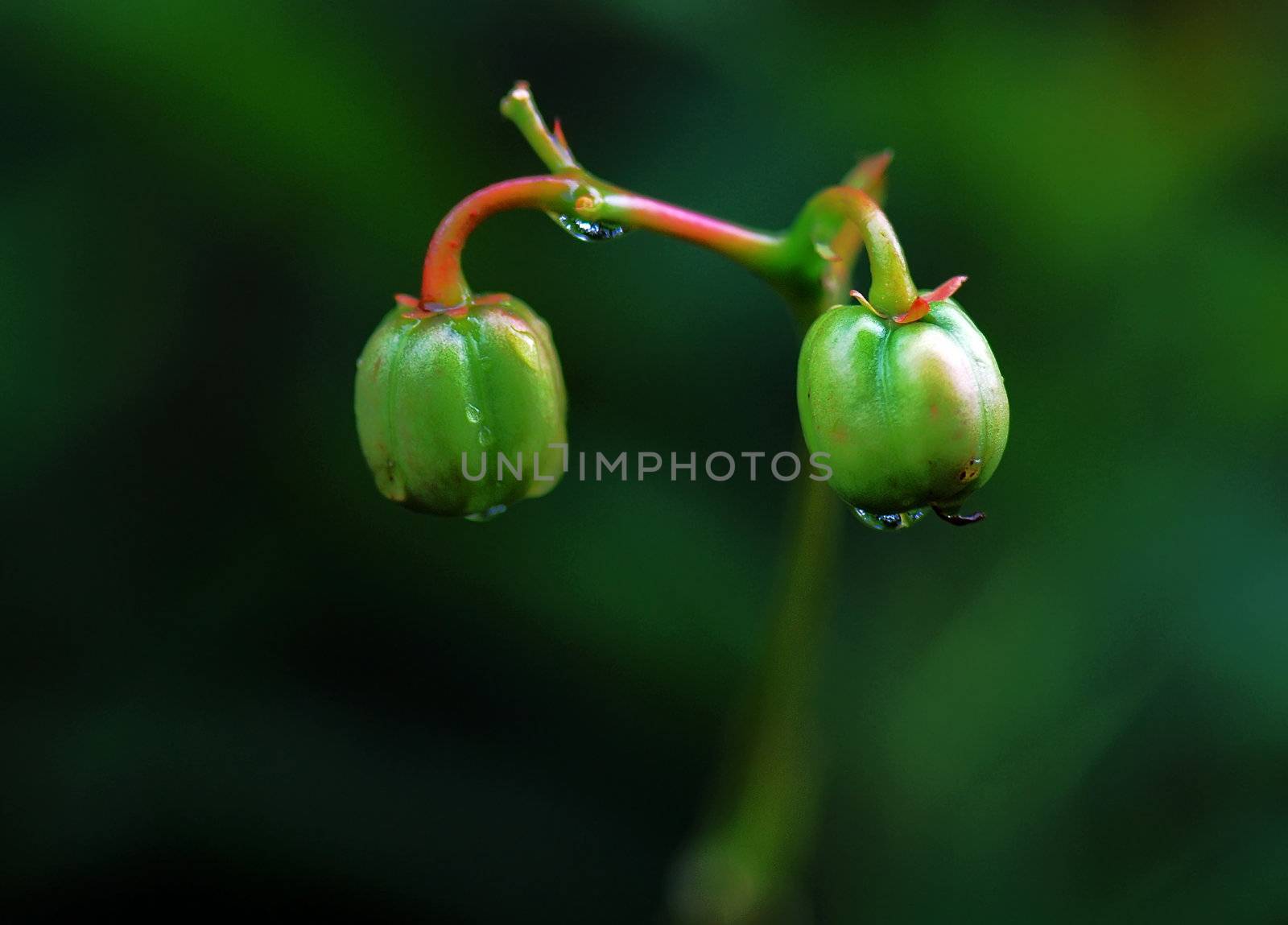 Harp on a green background leaves coral capsule