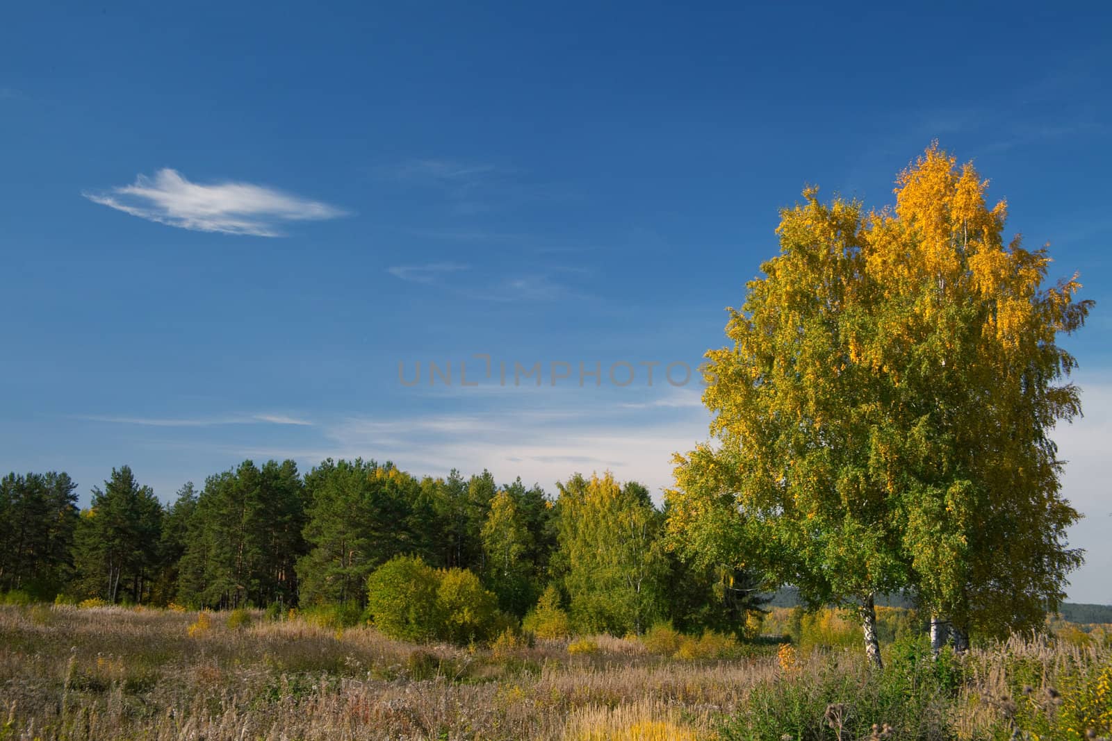 Autumn landscape with trees and yellowed grass. The natural background for any purpose