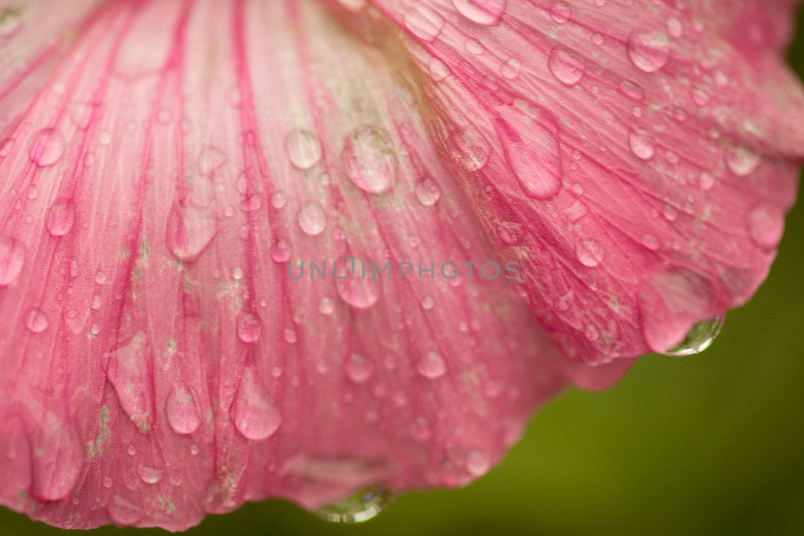 Raindrops on flower petals, macrograph, shallow depth of field