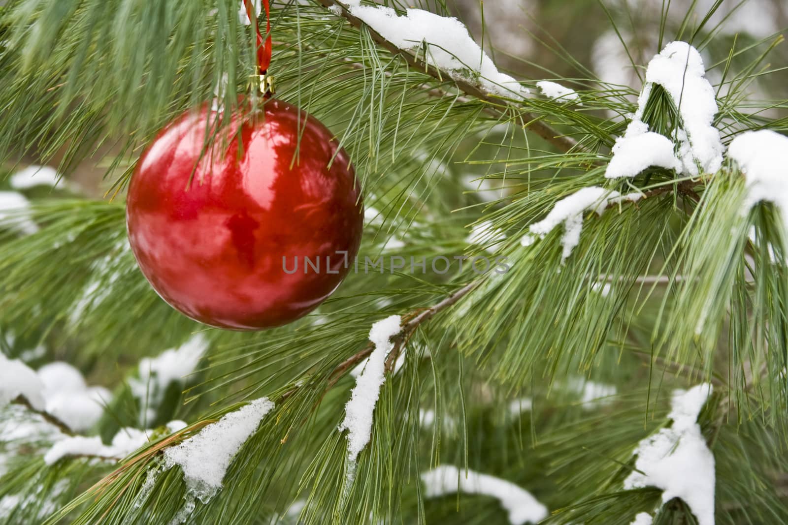 Red christmas bulb on a snow covered pine branch