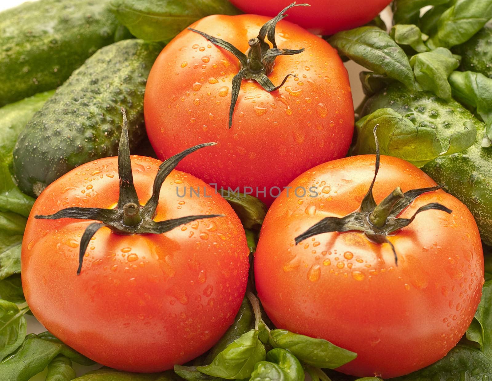 Ripe tomatoes, close-up. As against the backdrop of basil leaves and cucumber. Tomatoes, small water droplets.