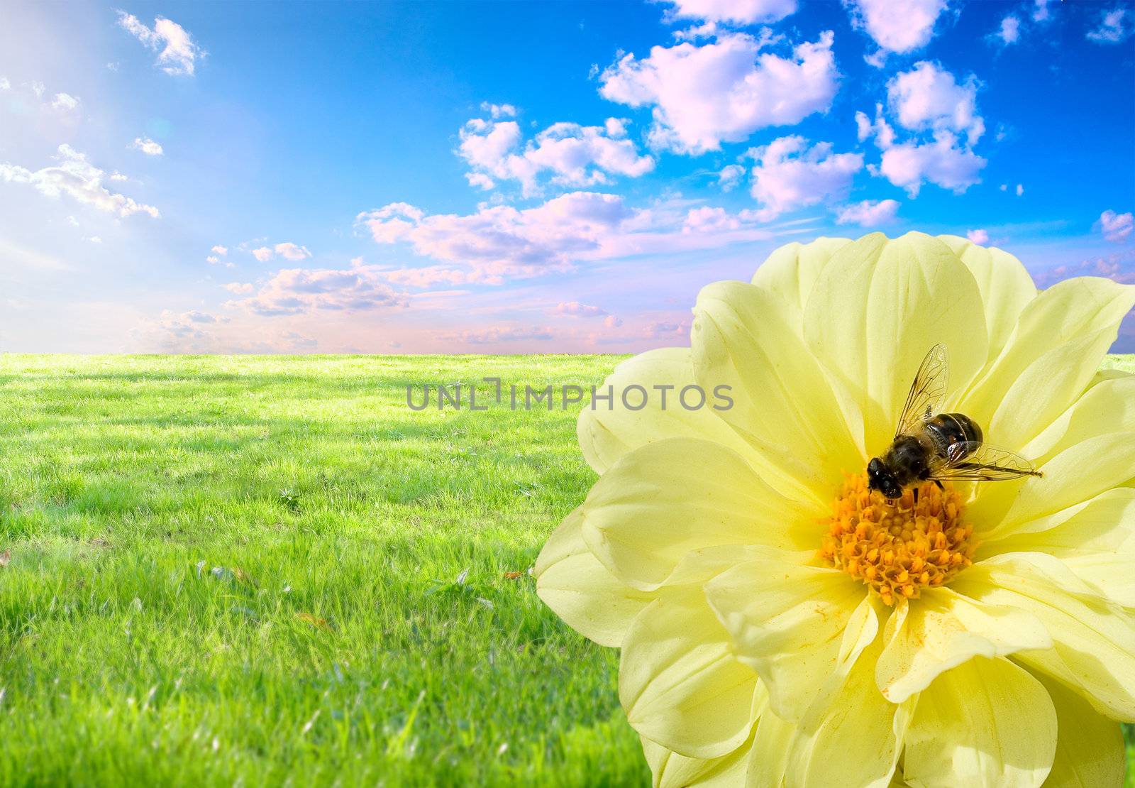 A bee at work. Concept of the importance of love for the daily hard work.