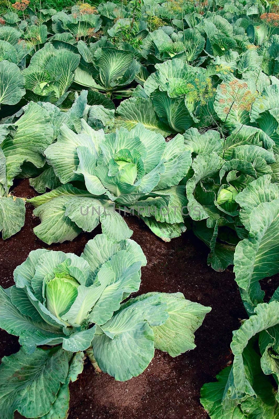 The fields of cabbage. Concept of farming and gardening.