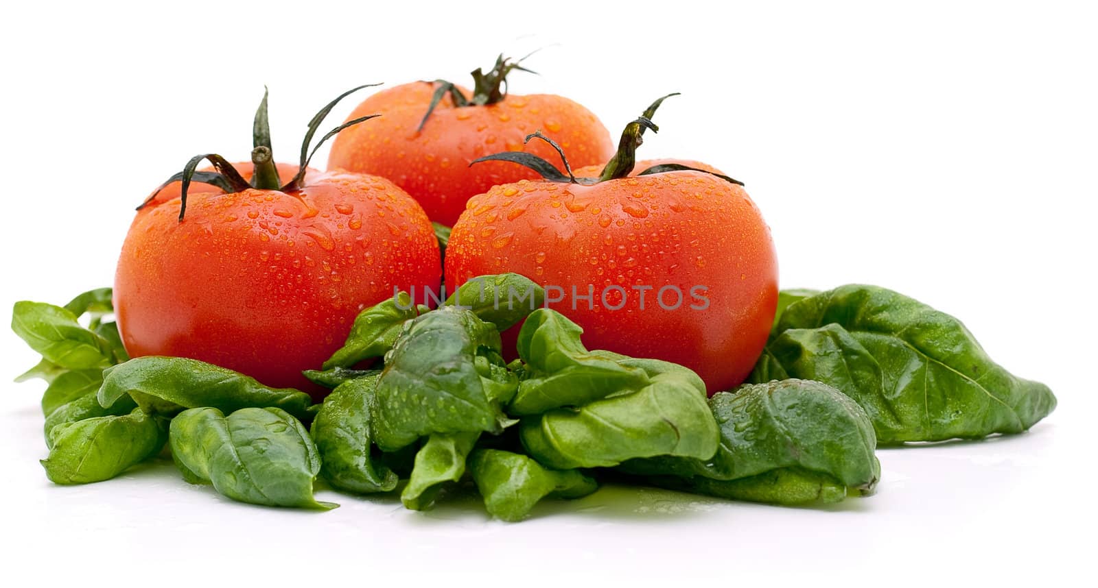 Vivid wet ripe tomatoes and basil leaves.
