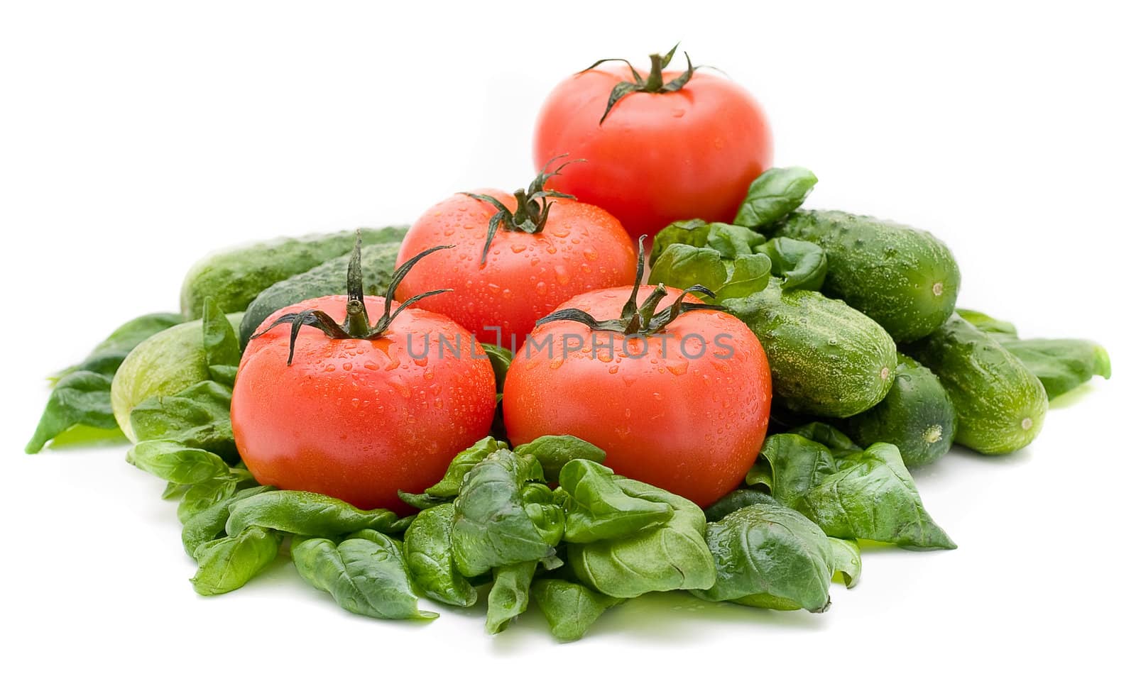 Vivid wet ripe tomatoes and basil leaves.