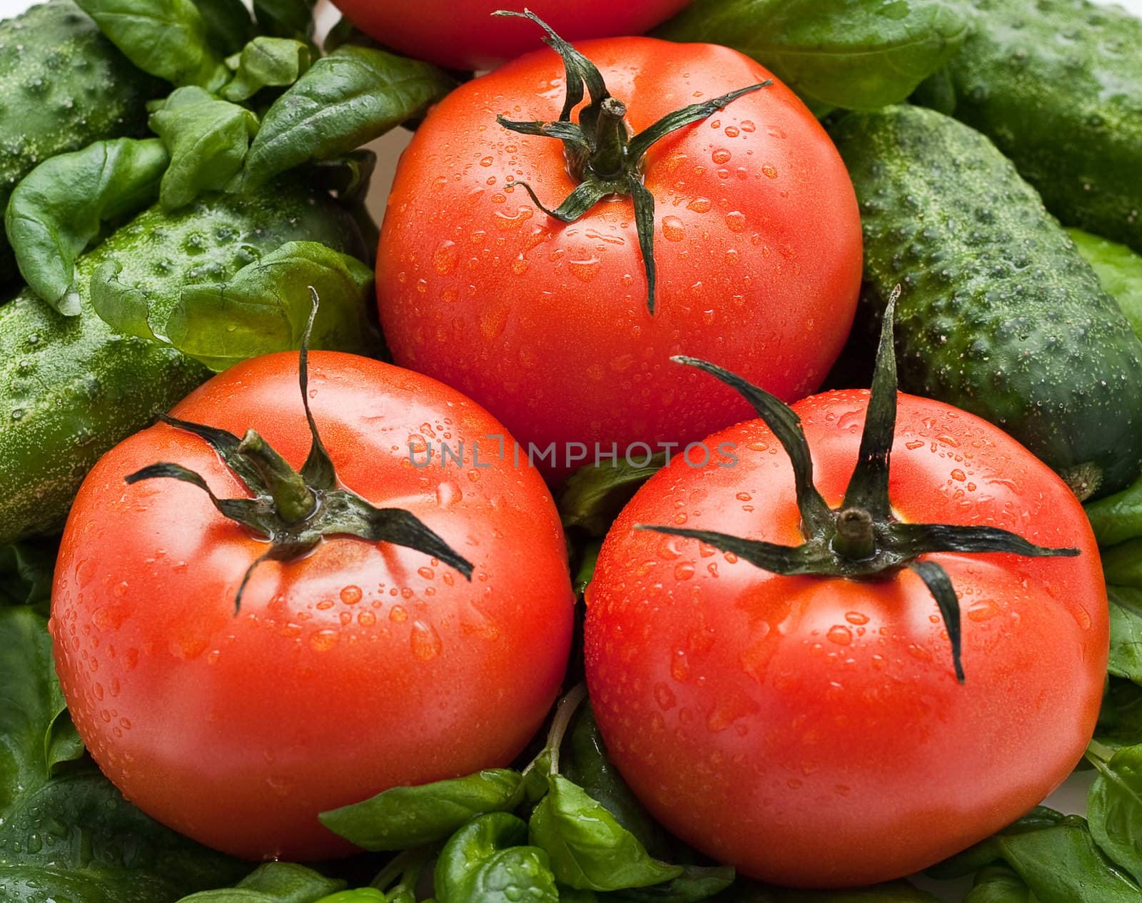 Vivid wet ripe tomatoes and basil leaves.