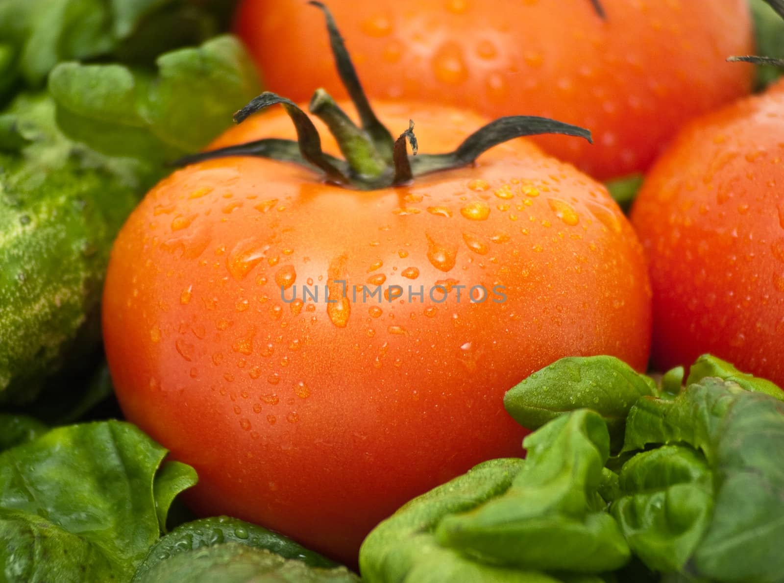 Vivid wet ripe tomatoes and basil leaves.