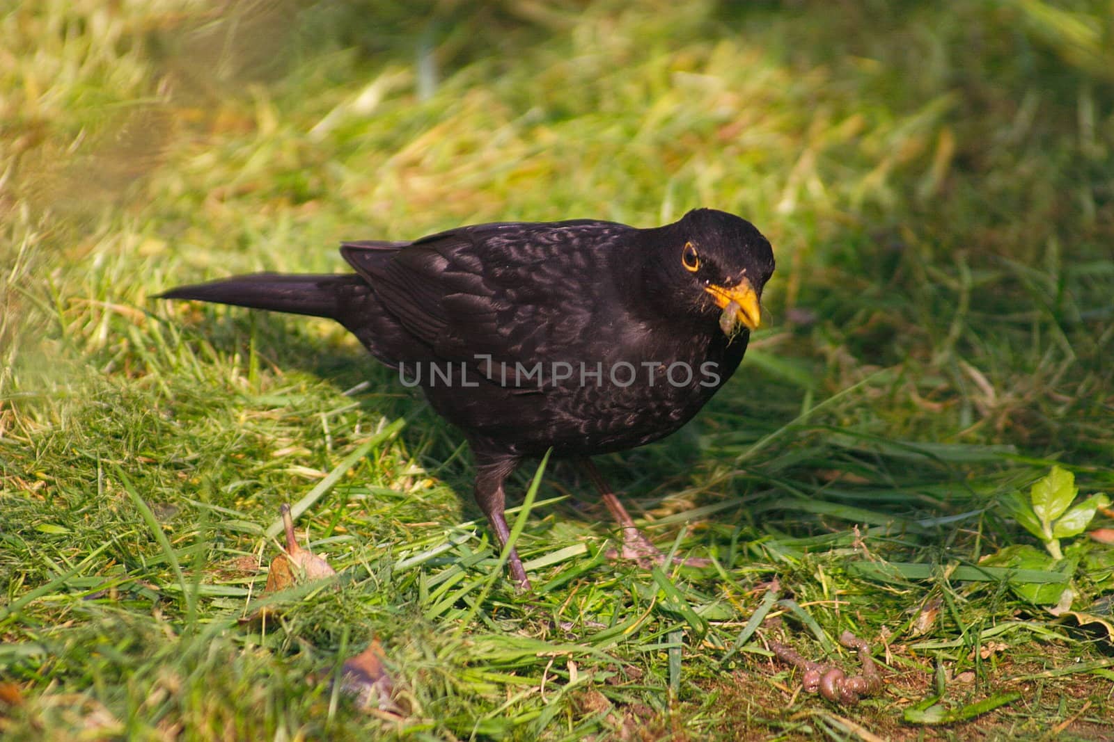 blackbird with a worm by leafy