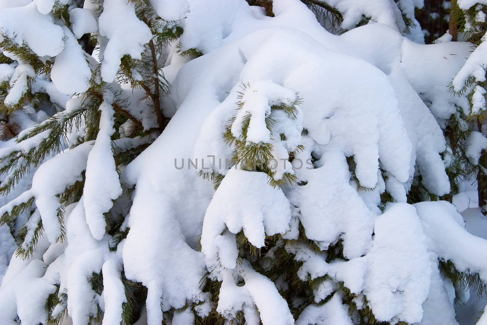 The branches of pine trees covered with snow. Concept winter came.
