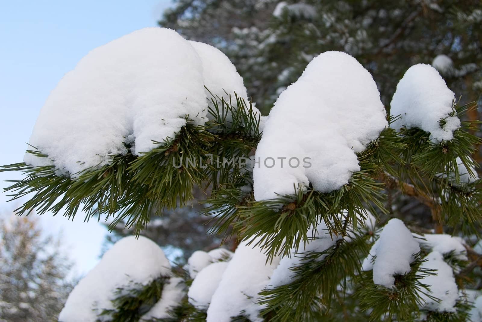 The branches of pine trees covered with snow. Concept winter came.