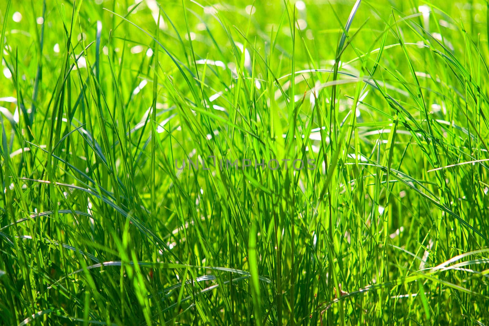 Health and nature concept. Bright green grass