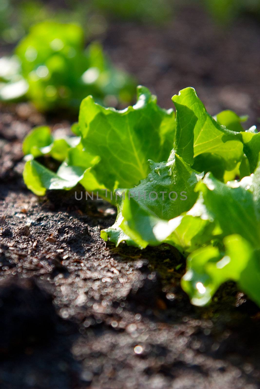 Bed with a green salad. The concept of gardening. Low depth of field and the back light