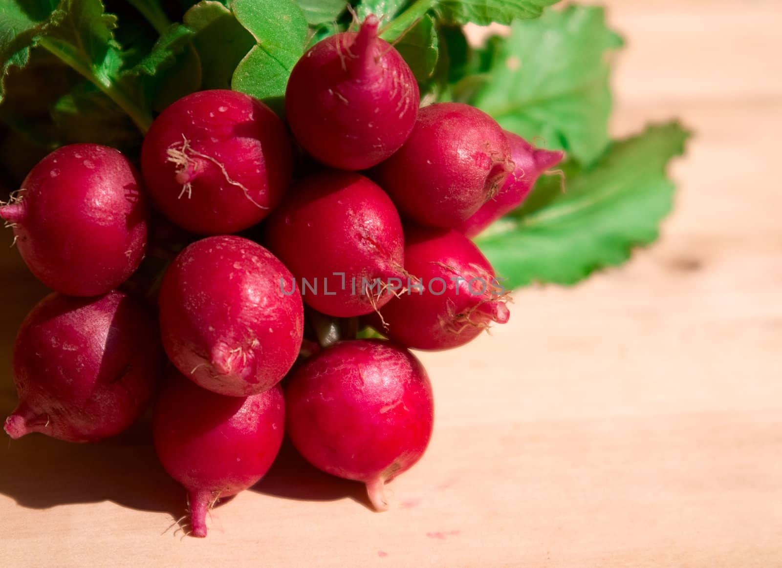 Bunch of radish. Sun side light