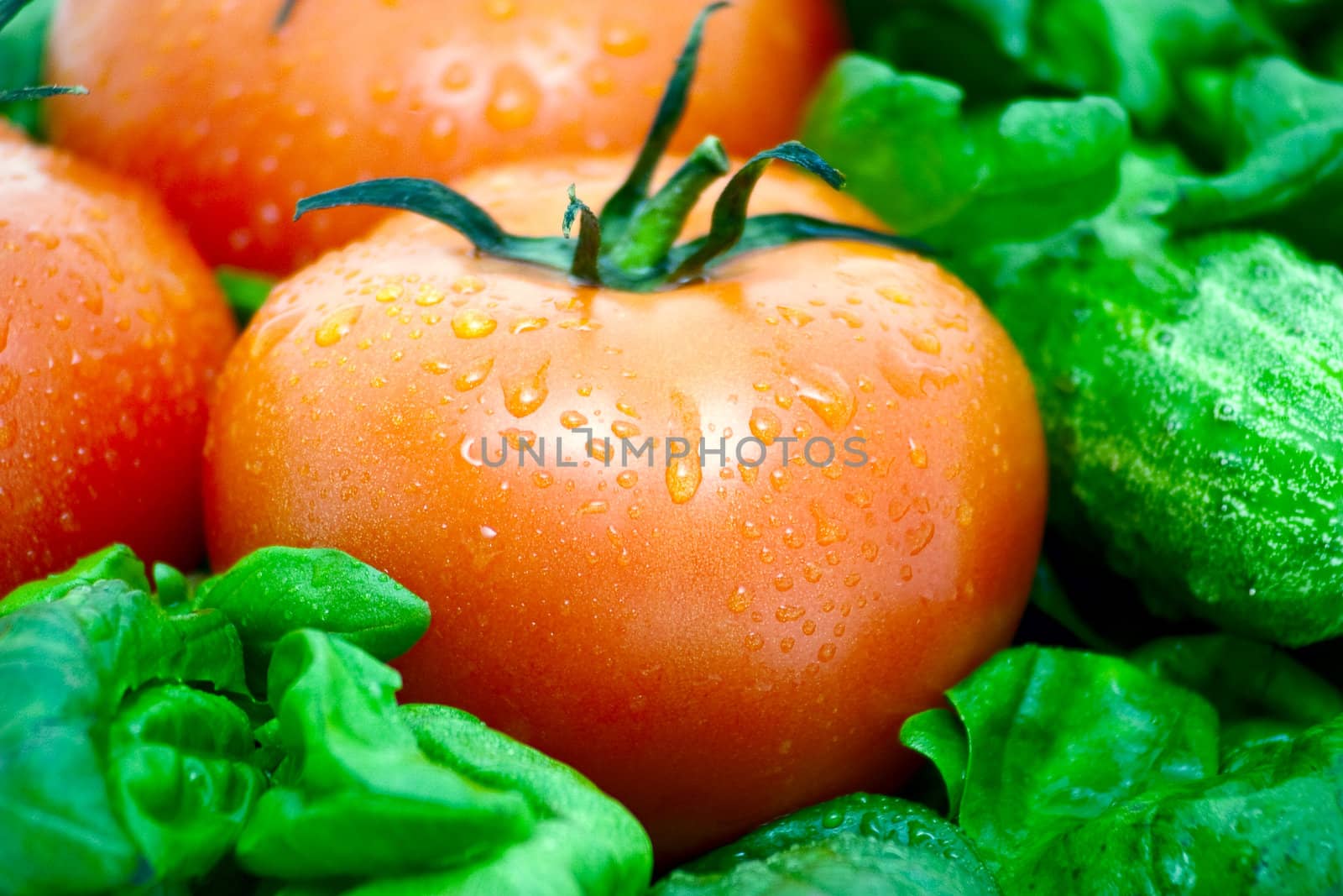 Tomato on a background of green vegetables
