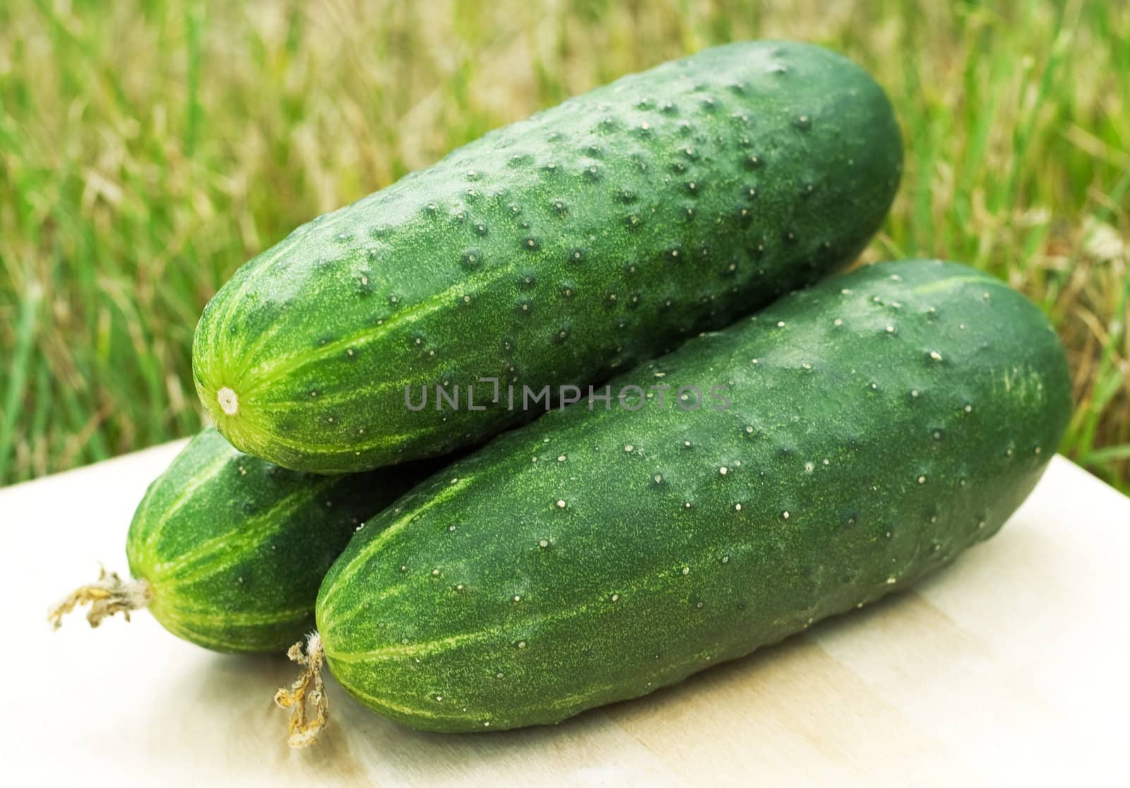 Green cucumber on a background of green grass
