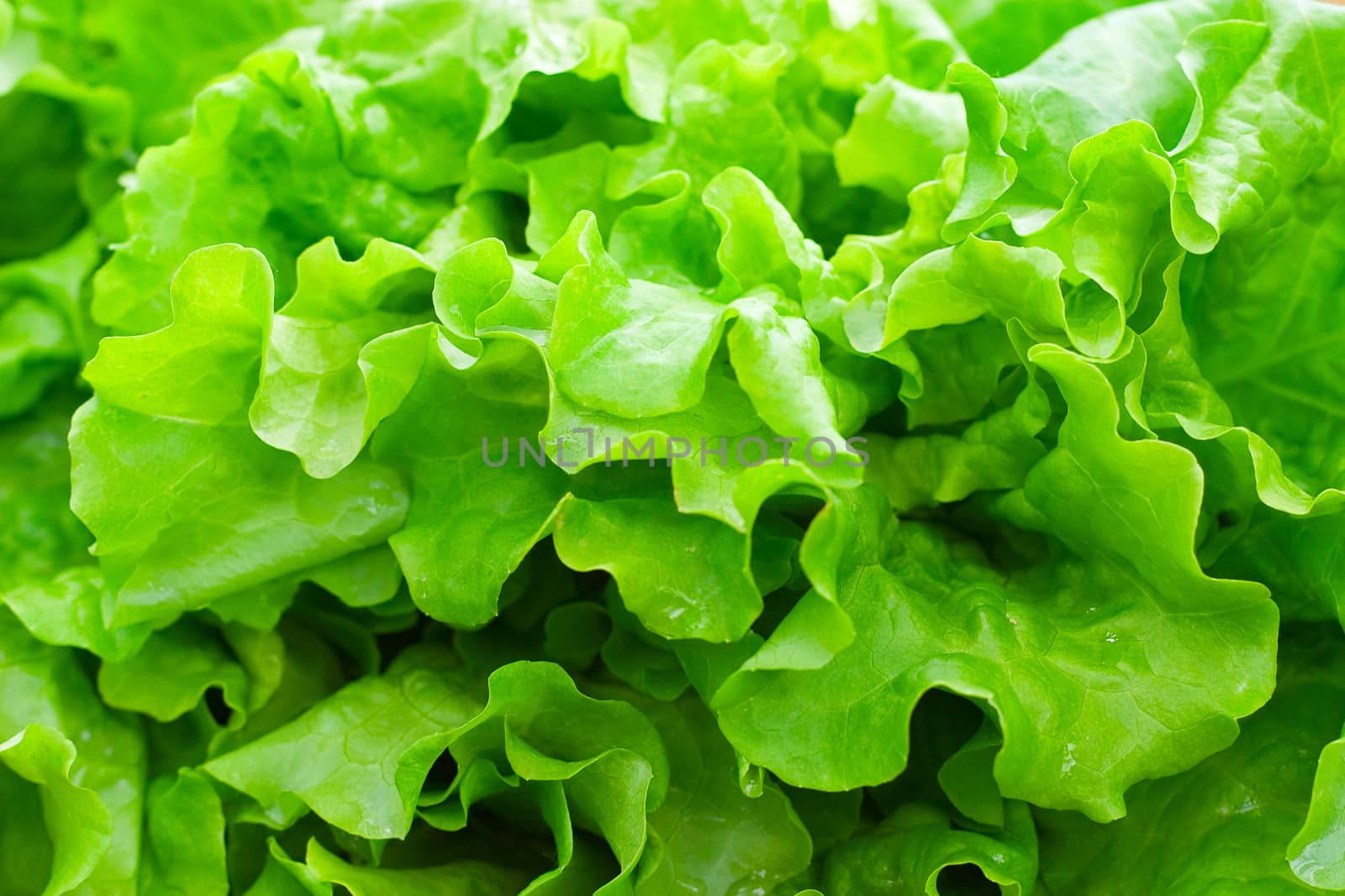 Fresh green leaf lettuce, close-up
search