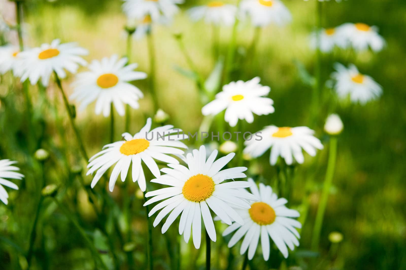 Summer daisies. The concept of warm and carefree summer
