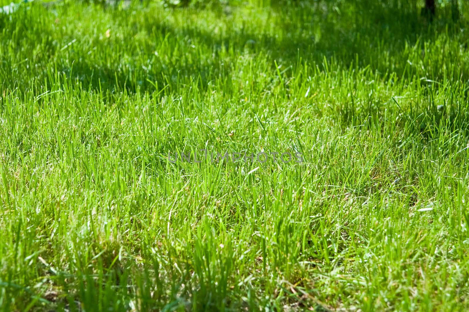 Health and nature concept. Bright green grass