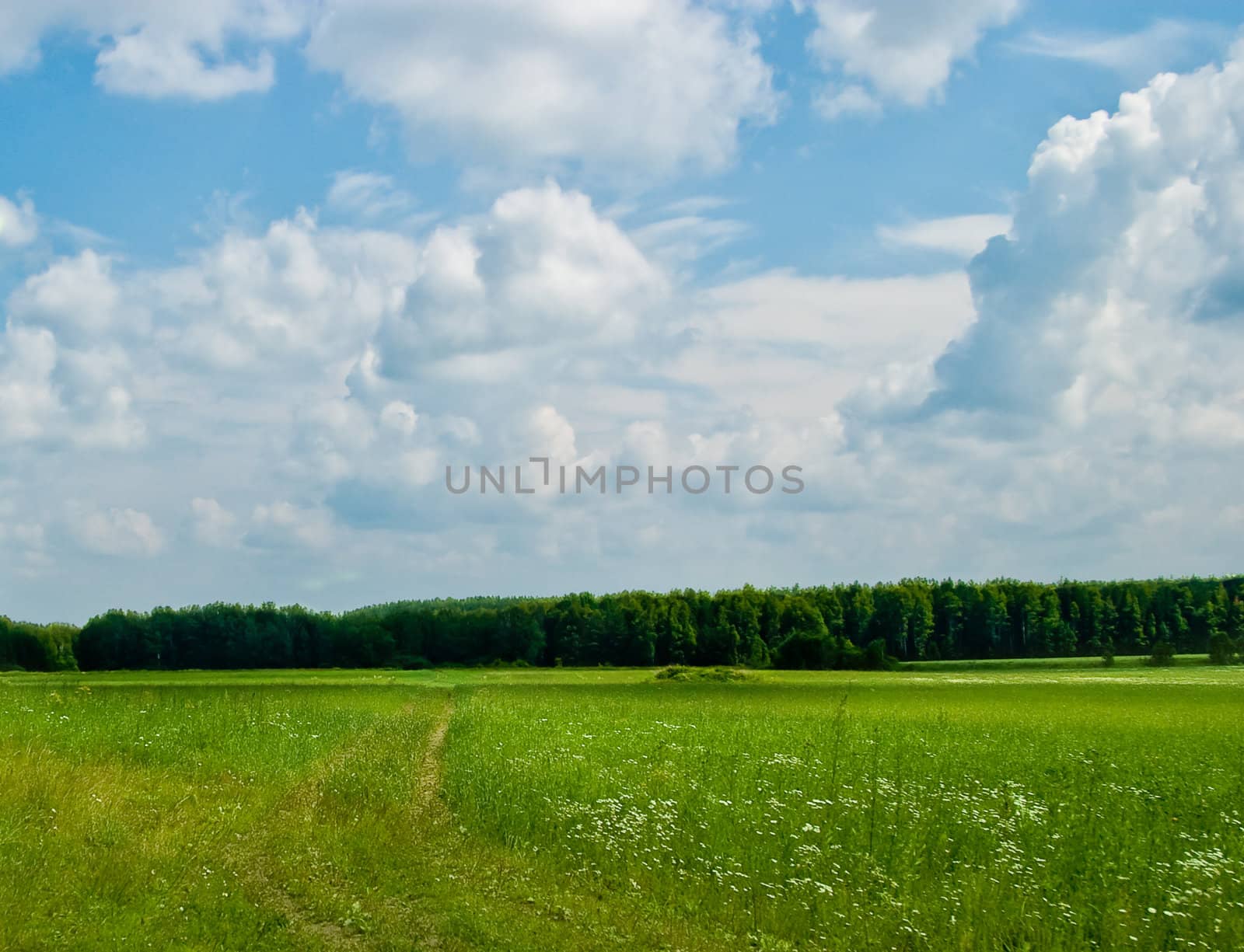 Summer landscape: green meadows and woods far away.
