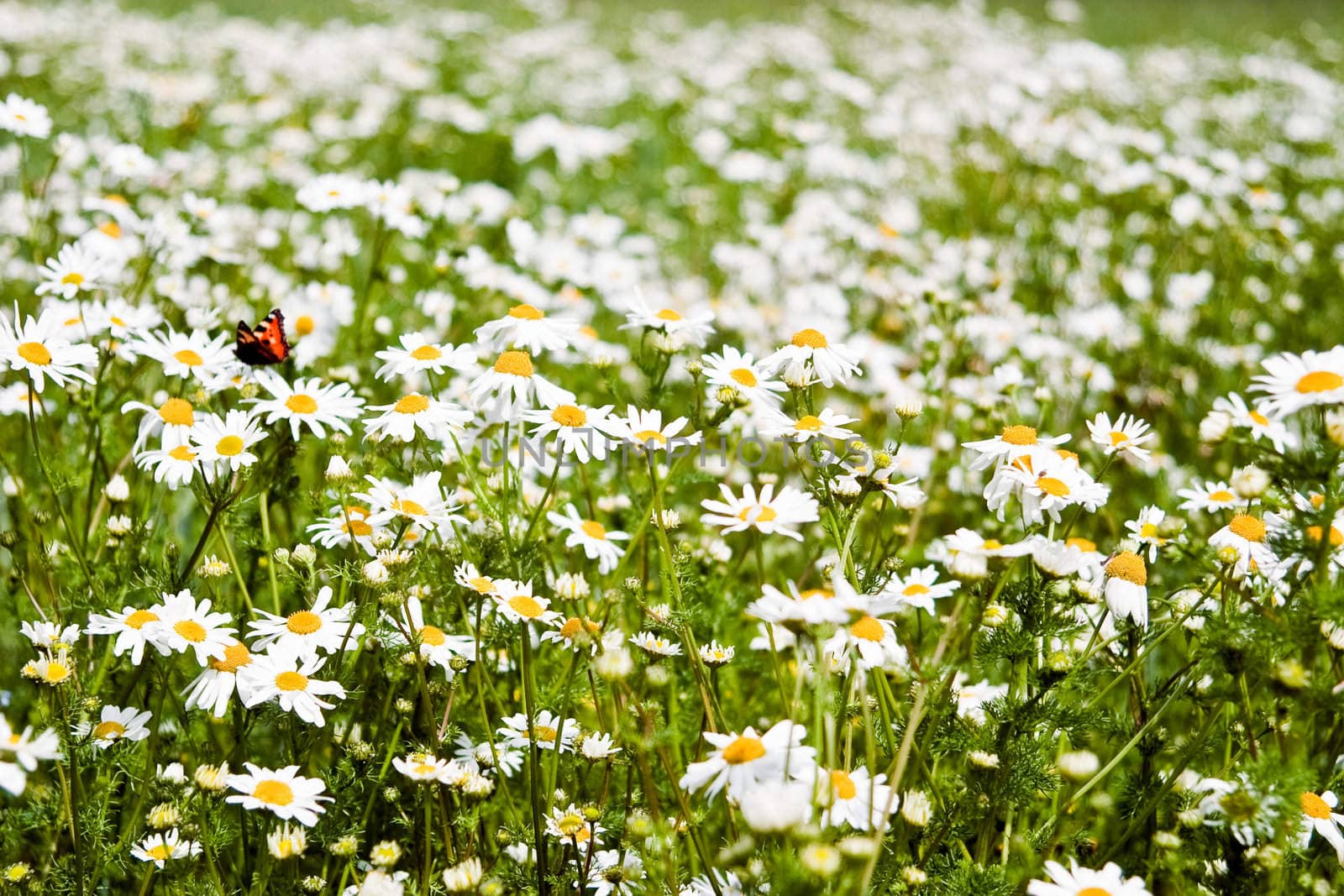 Summer daisies. The concept of warm and carefree summer