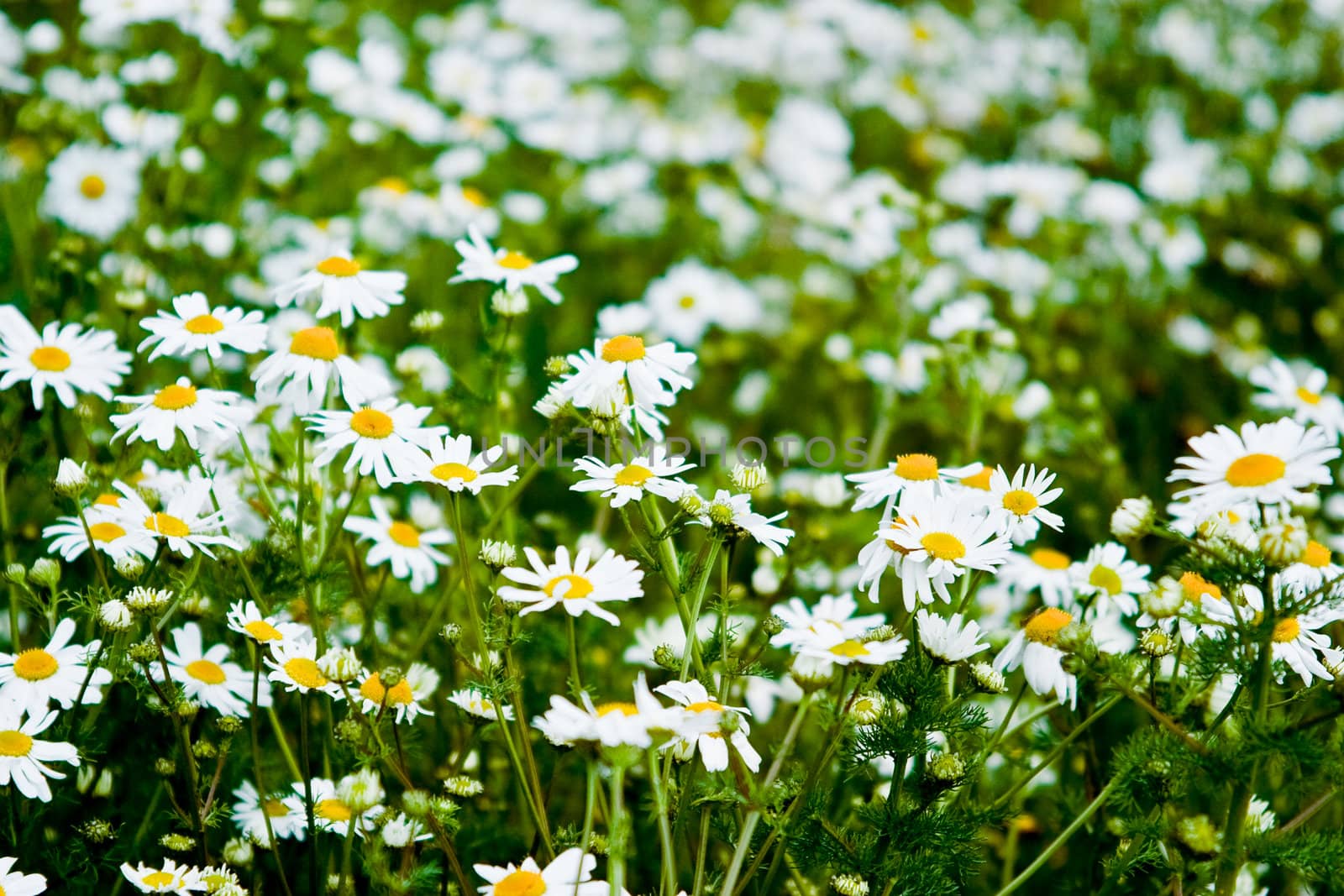 Summer daisies. The concept of warm and carefree summer