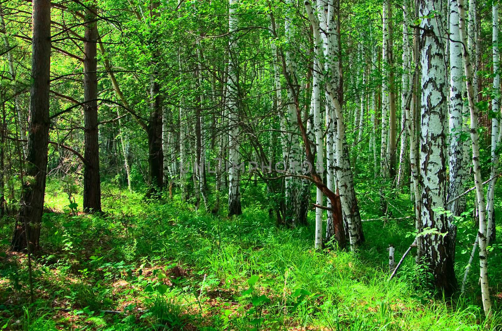 A typical forest landscape
