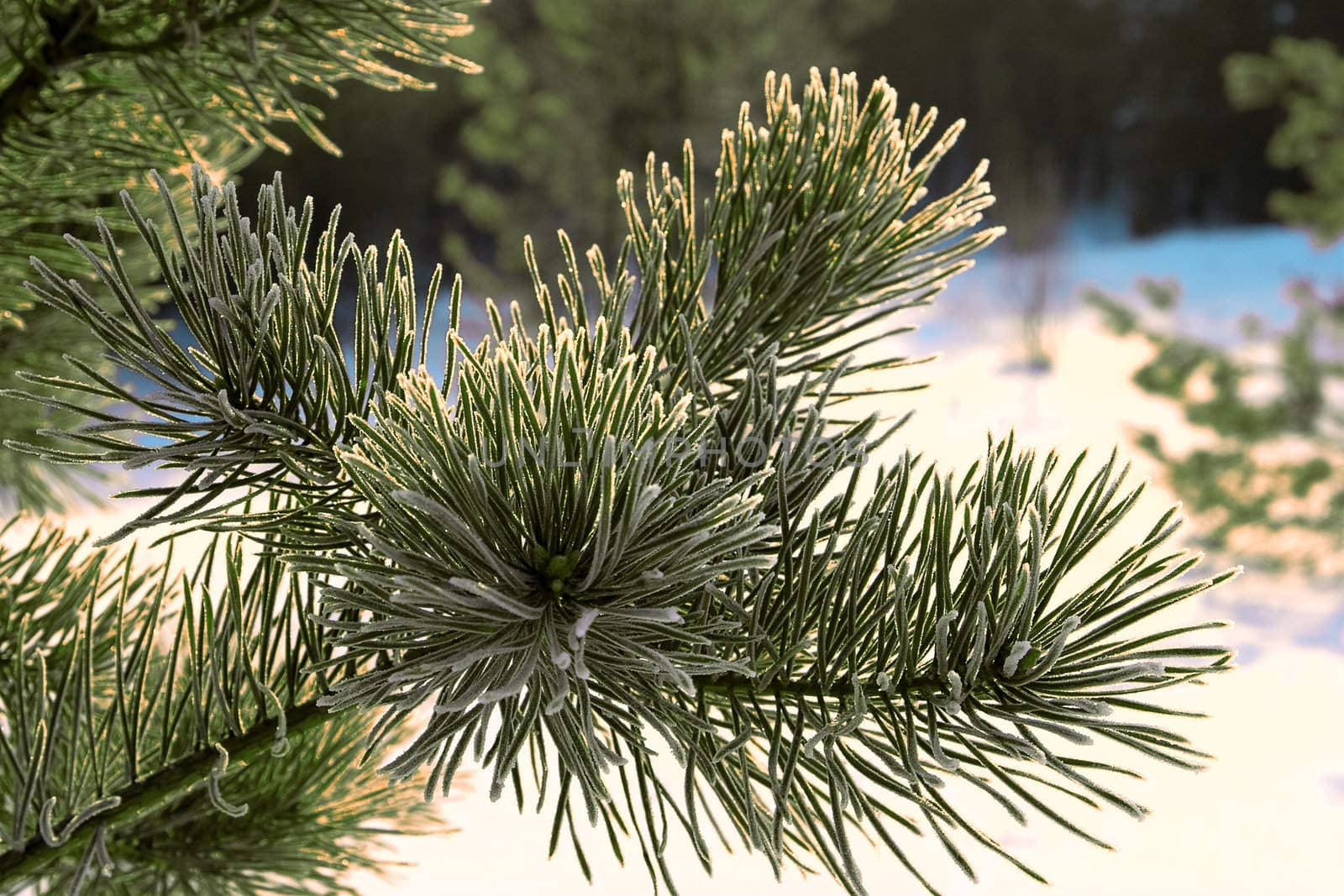 Closeup of evergreen spruce branches