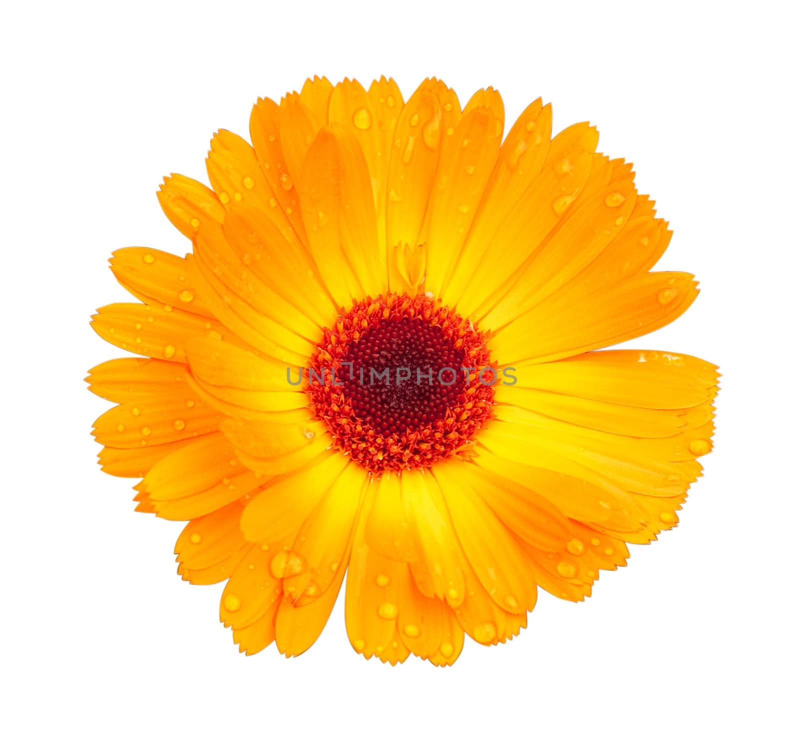 Bright yellow flower with dew drops on petals isolated on a white background. The exact name of a plant: Calendula arvensis.