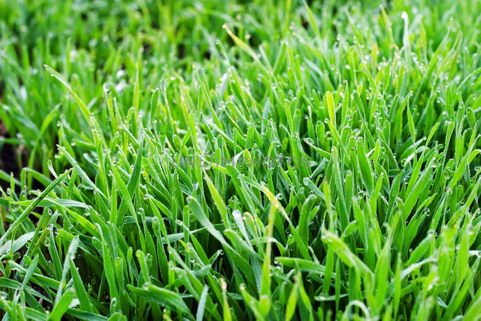 Morning dew on young sprouts