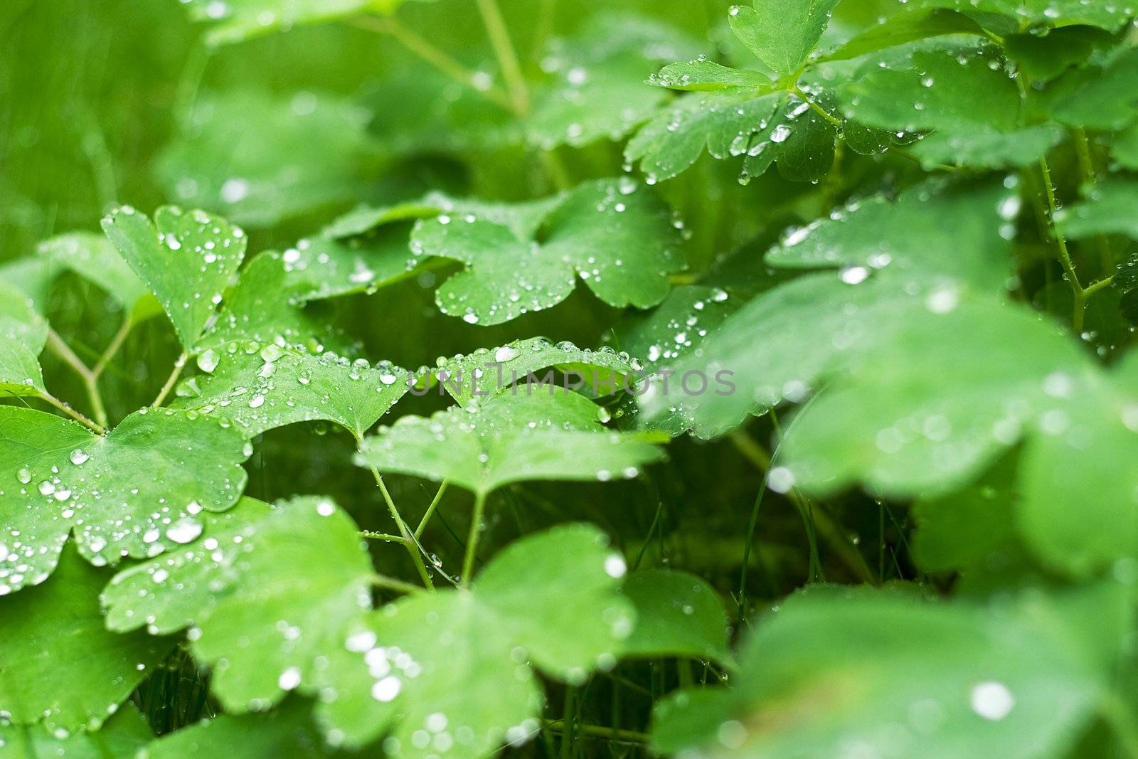 Morning dew on young sprouts