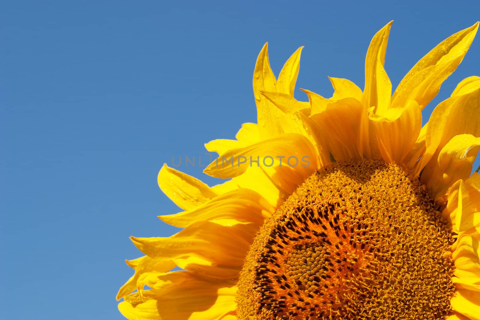 Sunflower against a background of blue sky. Close-up