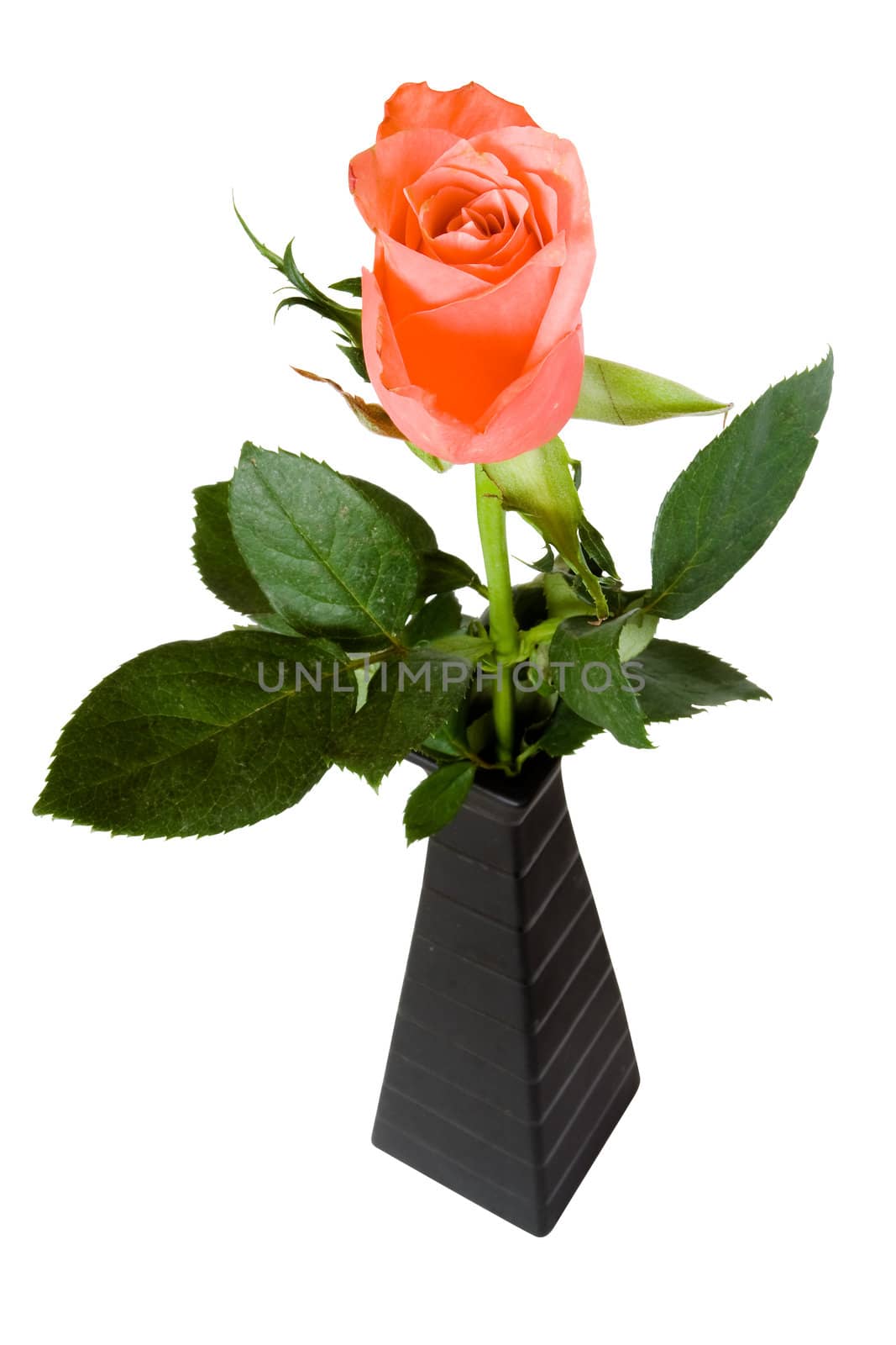 Pink rose in black vase isolated on white. Clipping path included.