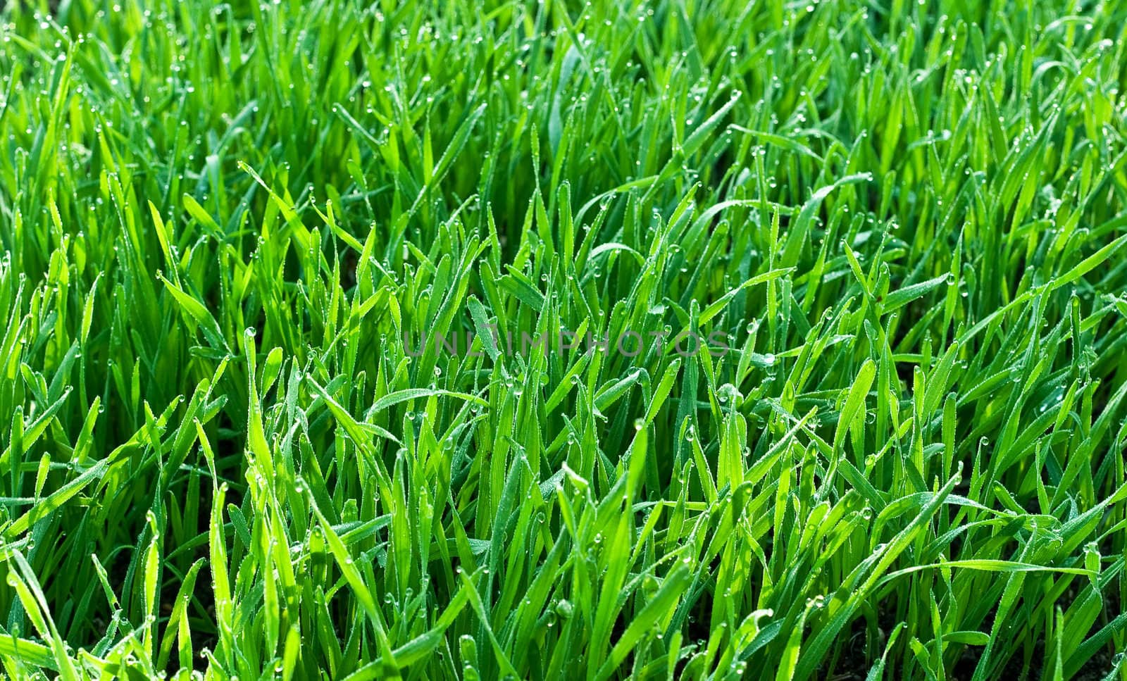 Morning dew on young sprouts