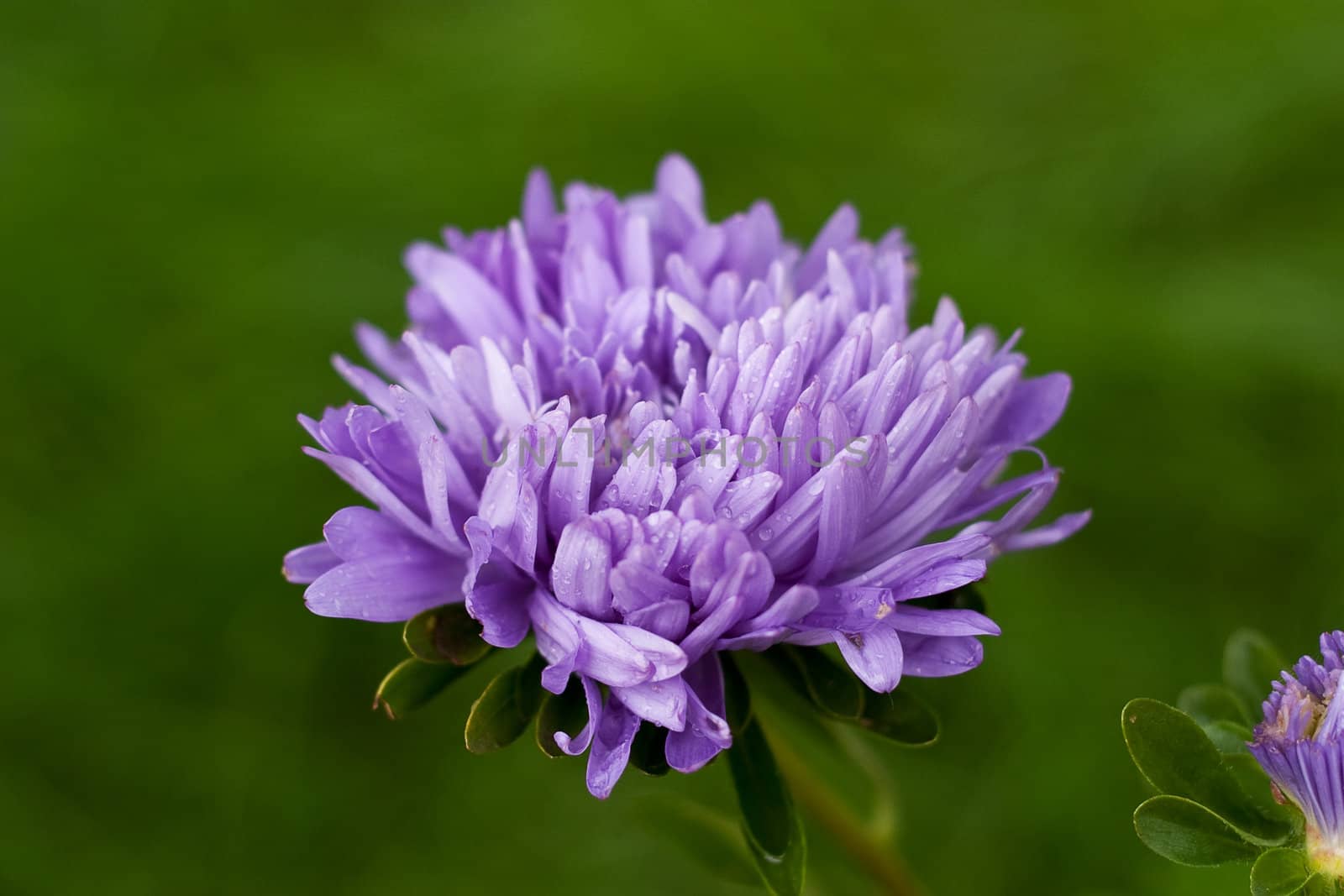 Beautiful blue flower (aster) on a green background