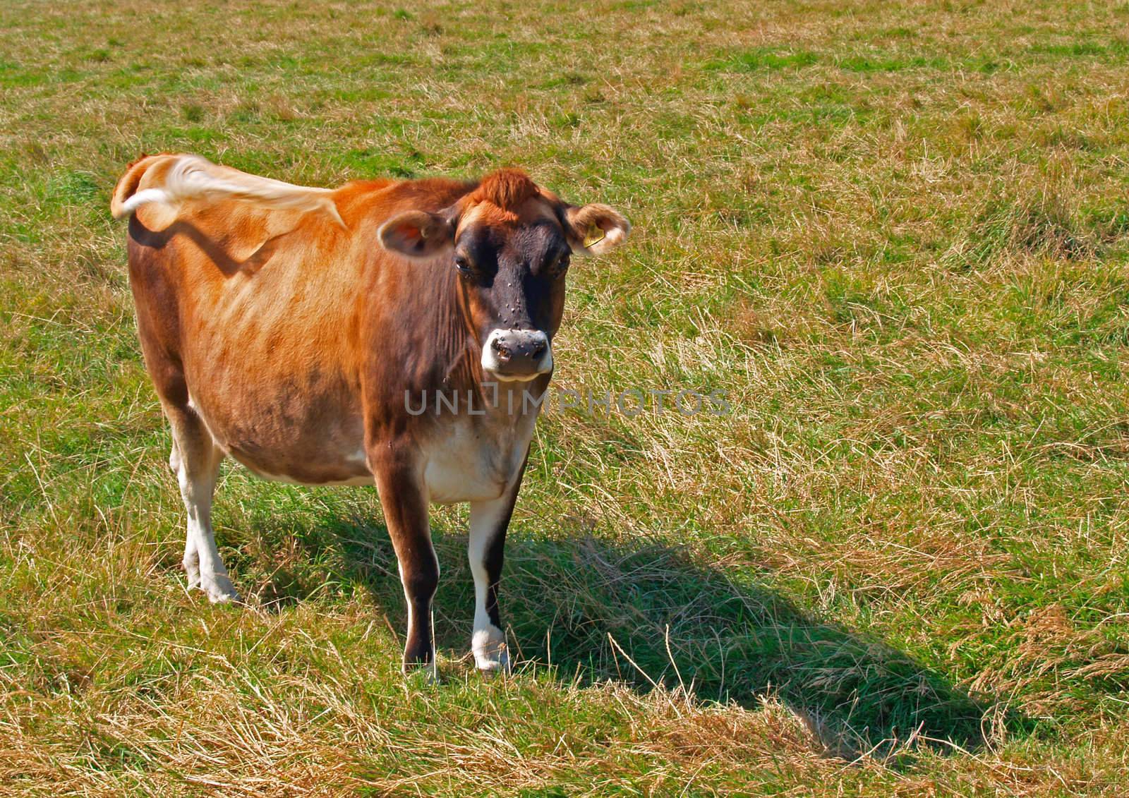 The famous Jersey Cow on the channel island Jersey, UK