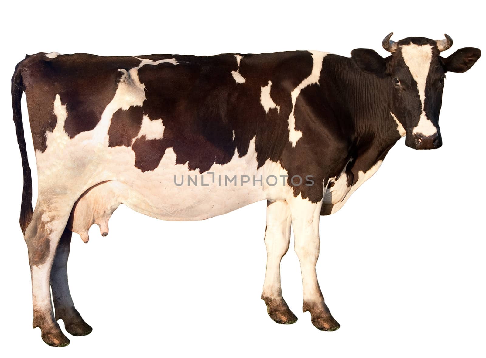 Cow is isolated on a white background