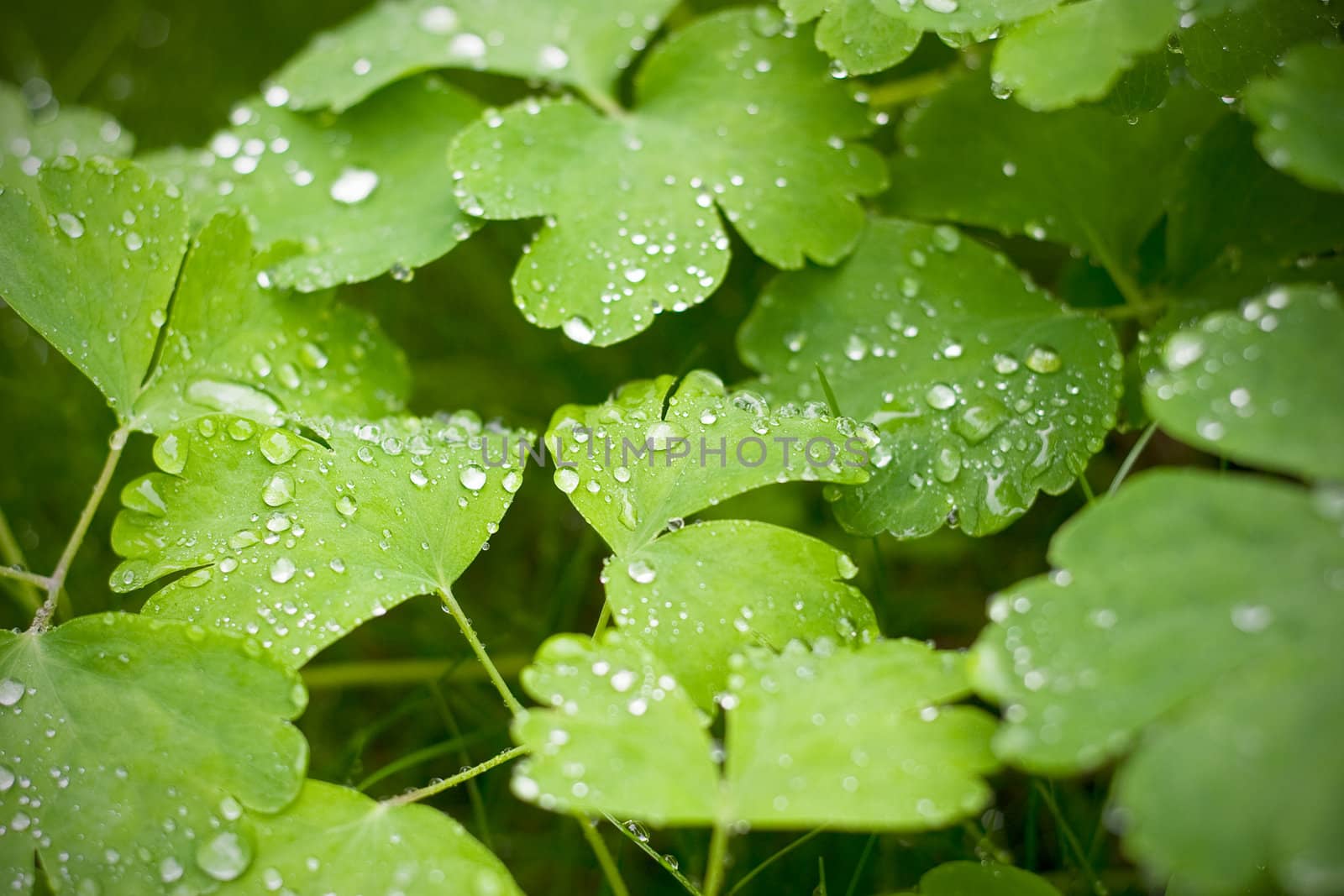 Morning dew on young sprouts