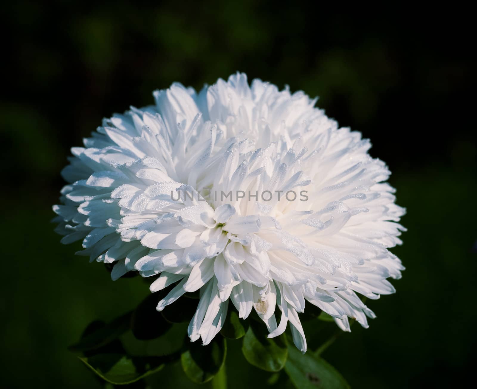 White flower (aster) on a green background