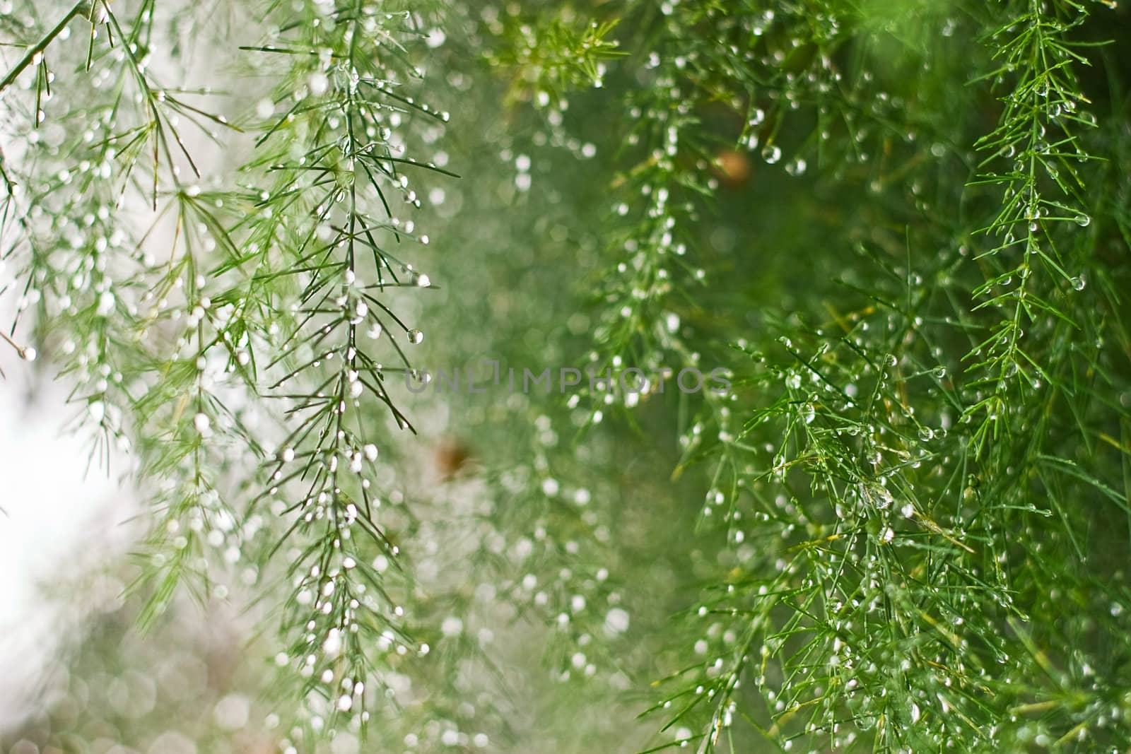 Morning dew on young sprouts