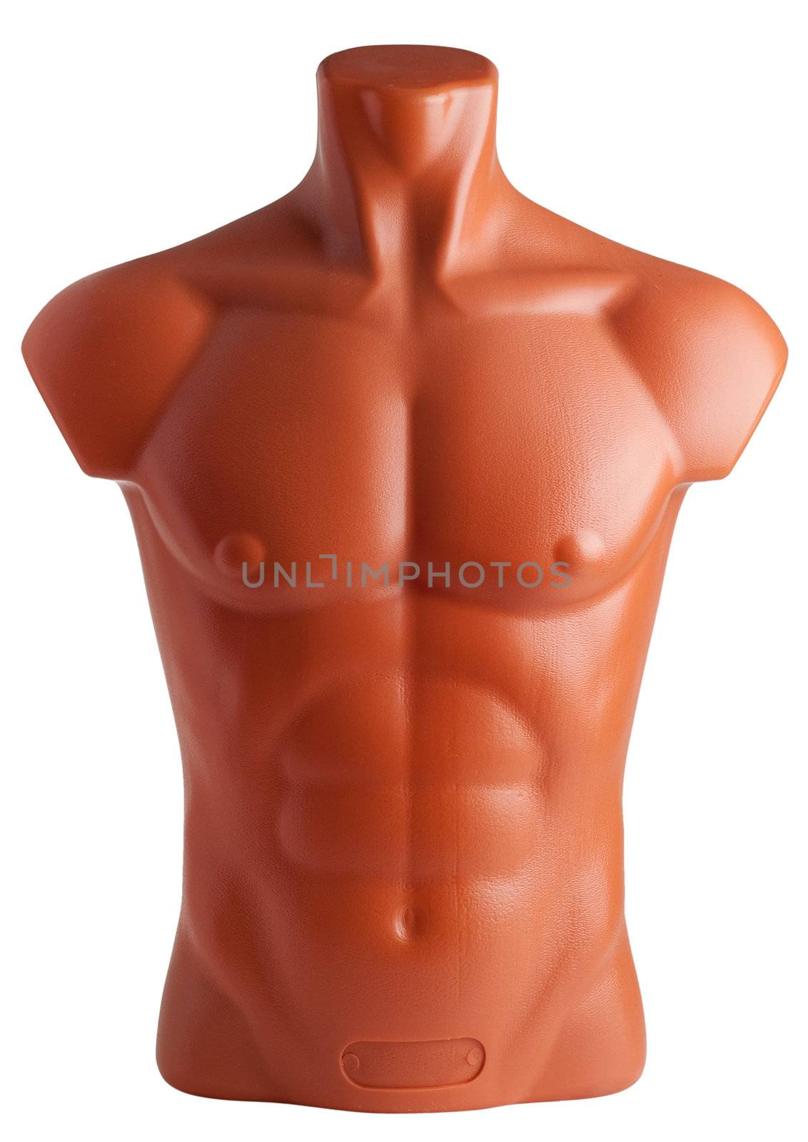 Male torso. Plastic mannequin isolated on white background.