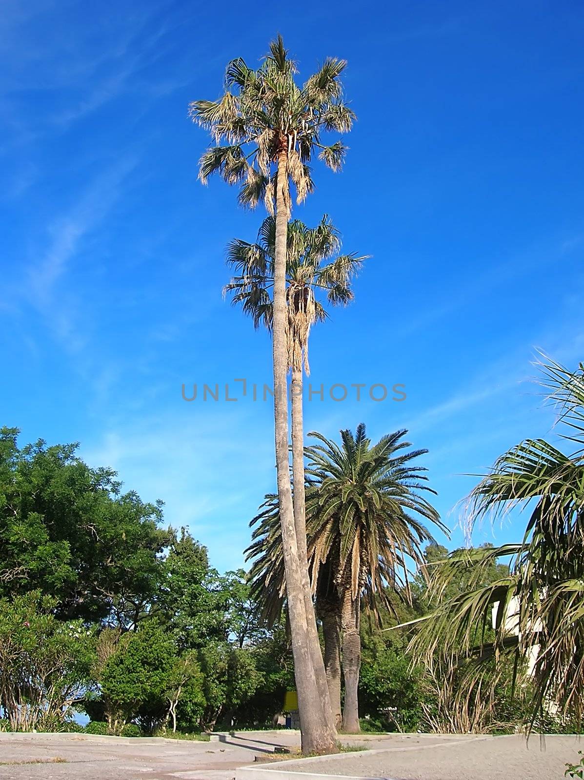 high palms on seashore of adriatic sea in Montenegro