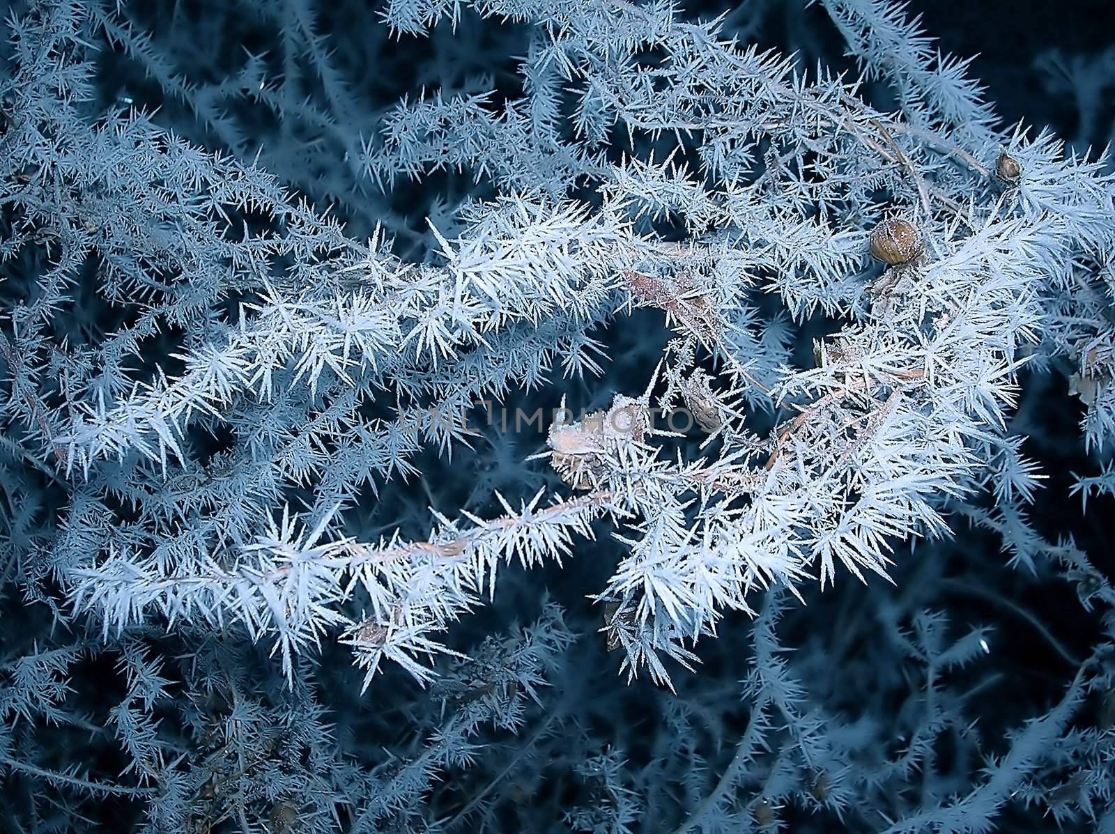 blue branch with ice crystals over black winter background