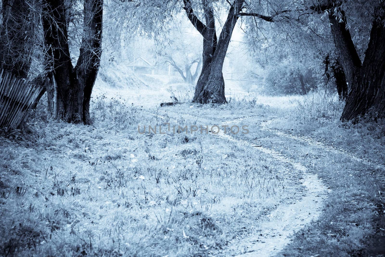 Autumn landscape: old trees, stretches far into the road, rickety fence. In the distance the river and the bridge. Toned