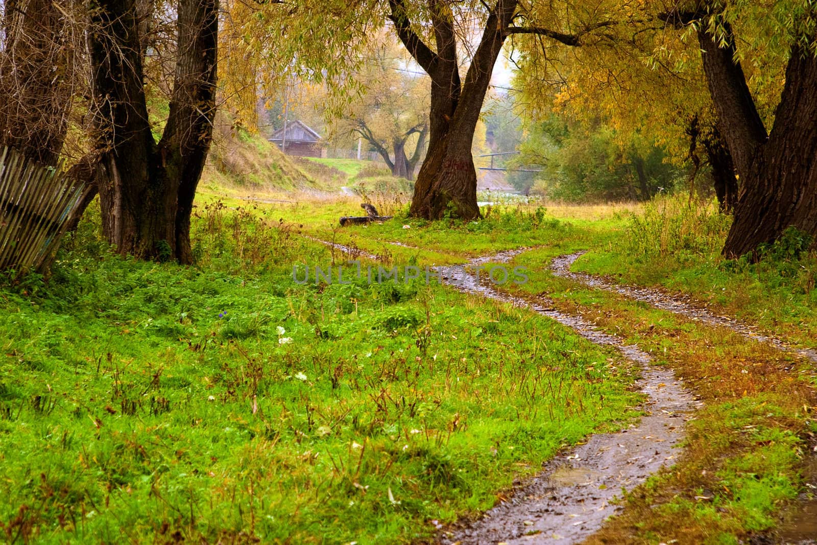 Autumn landscape: old trees, stretches far into the road, rickety fence. In the distance the river and the bridge. Gloomy weather