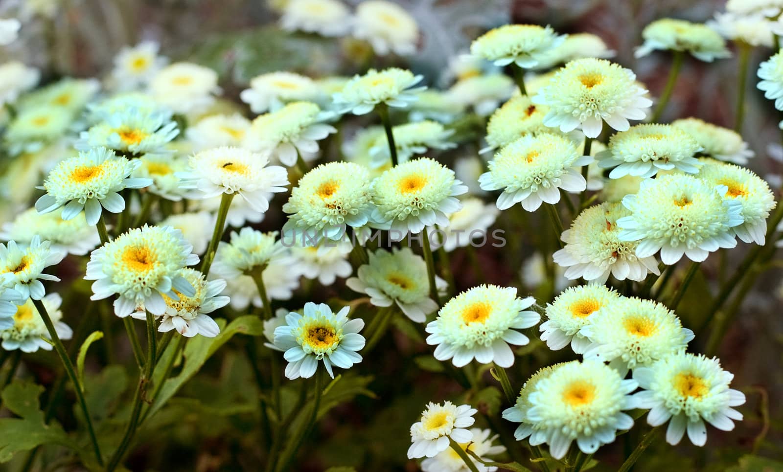 White daisies. The concept of purity and tenderness